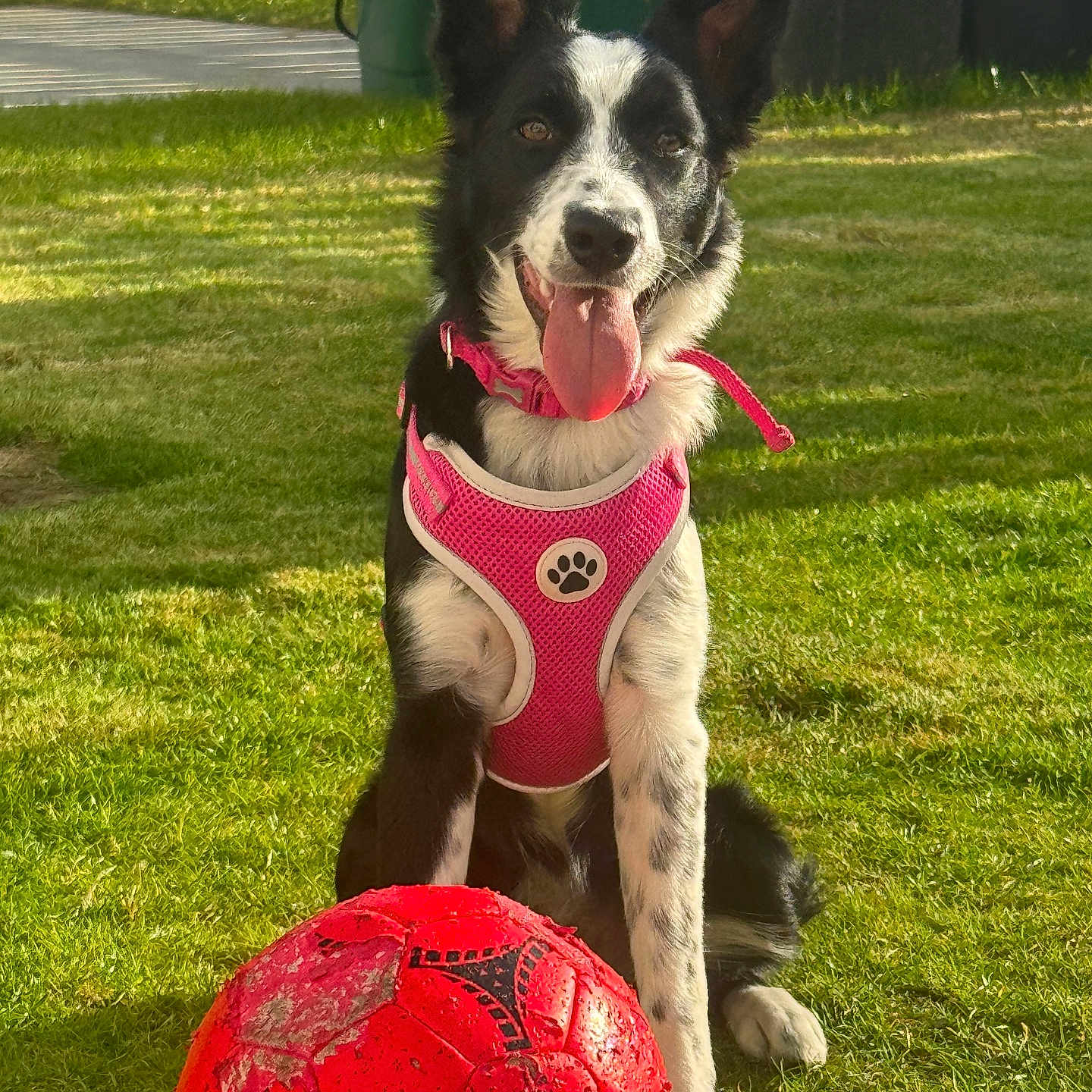 Willow joined the competition — help win amazing prizes! animal, black_and_white, canine, daytime, dog, domestic, fenced, front_paw, grass, happy, leisure, outdoor, pet, pink_harness, playful, sitting, soccer_ball, sunlight, tongue_out, yard