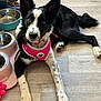 Willow is registered to the contest to win money with this photo: dog, black_and_white, pink_harness, floor, food_bowl, water_bowl, toy, pet, indoor, laying_down, curious, ears_up, paw, wood_floor, domestic_animal, pet_care, young_dog, canine, looking_up, animal