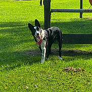 Willow is registered to the contest to win money with this photo: dog, canine, grass, park, sunlight, outdoor, pet, animal, black_and_white, harness, happy, playful, tongue_out, ears_up, nature, summer, daytime, fence, field, friendly