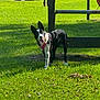 dog, canine, grass, park, sunlight, outdoor, pet, animal, black_and_white, harness, happy, playful, tongue_out, ears_up, nature, summer, daytime, fence, field, friendly
