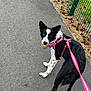 Willow joined the competition — help win amazing prizes! dog, black_and_white, pink_harness, leash, pine_cone, pavement, outdoor, fence, grass, canine, pet, walking, path, nature, animal, looking_back, ears_up, daylight, playful, spotting