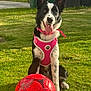Dusty is registered to the contest to win money with this photo: dog, black_and_white, pink_harness, soccer_ball, grass, outdoor, pet, tongue_out, playful, sunlight, canine, animal, sitting, happy, leisure, daytime, yard, fenced, domestic, front_paw