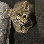 Dusty is registered to the contest to win money with this photo: kitten, cat, pet, animal, feline, collar, bell, cute, curious, whiskers, ears, fur, indoor, cushion, sofa, closeup, portrait, young, small, cozy