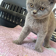 Steve is registered to the contest to win money with this photo: kitten, gray_cat, pet, indoor, blanket, pink, yellow_star, food_bowl, pet_carrier, fur, whiskers, cute, young_cat, animal, curious, closeup, soft_texture, domestic_cat, small, feline