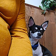 Ollie Jumping Bean is registered to the contest to win money with this photo: alert, black_and_white, blue_collar, casual, close_up, companion, cozy, cute, dog, ears, fur, green_leaves, indoors, mustard_sweater, person, pet, plant, sitting, small_dog, wooden_wall