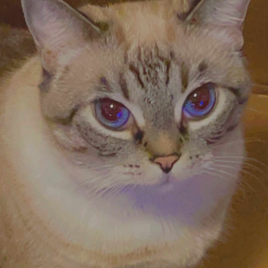 Coco Chanelle joined the competition — help win amazing prizes! animal, blue_eyes, cardboard_box, cat, close_up, curious, cute, domestic_cat, ears, face, feline, fur, indoor, looking, nose, pet, portrait, sitting, tabby, whiskers