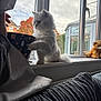 kitten, cat, windowsill, hand, bowl, curtain, couch, stuffed_animal, autumn, leaves, window, indoor, pet, furry, white_cat, house, cloudy_sky, cozy, paw, decor