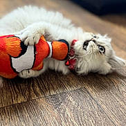 Billi is registered to the contest to win money with this photo: cat, white_cat, plush_toy, clownfish_toy, wooden_floor, indoor, pet, playful, fur, paw, animal, cute, collar, red_collar, toy, lying_down, wide_eyes, mouth_open, domestic_cat, feline