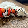 cat, white_cat, plush_toy, clownfish_toy, wooden_floor, indoor, pet, playful, fur, paw, animal, cute, collar, red_collar, toy, lying_down, wide_eyes, mouth_open, domestic_cat, feline