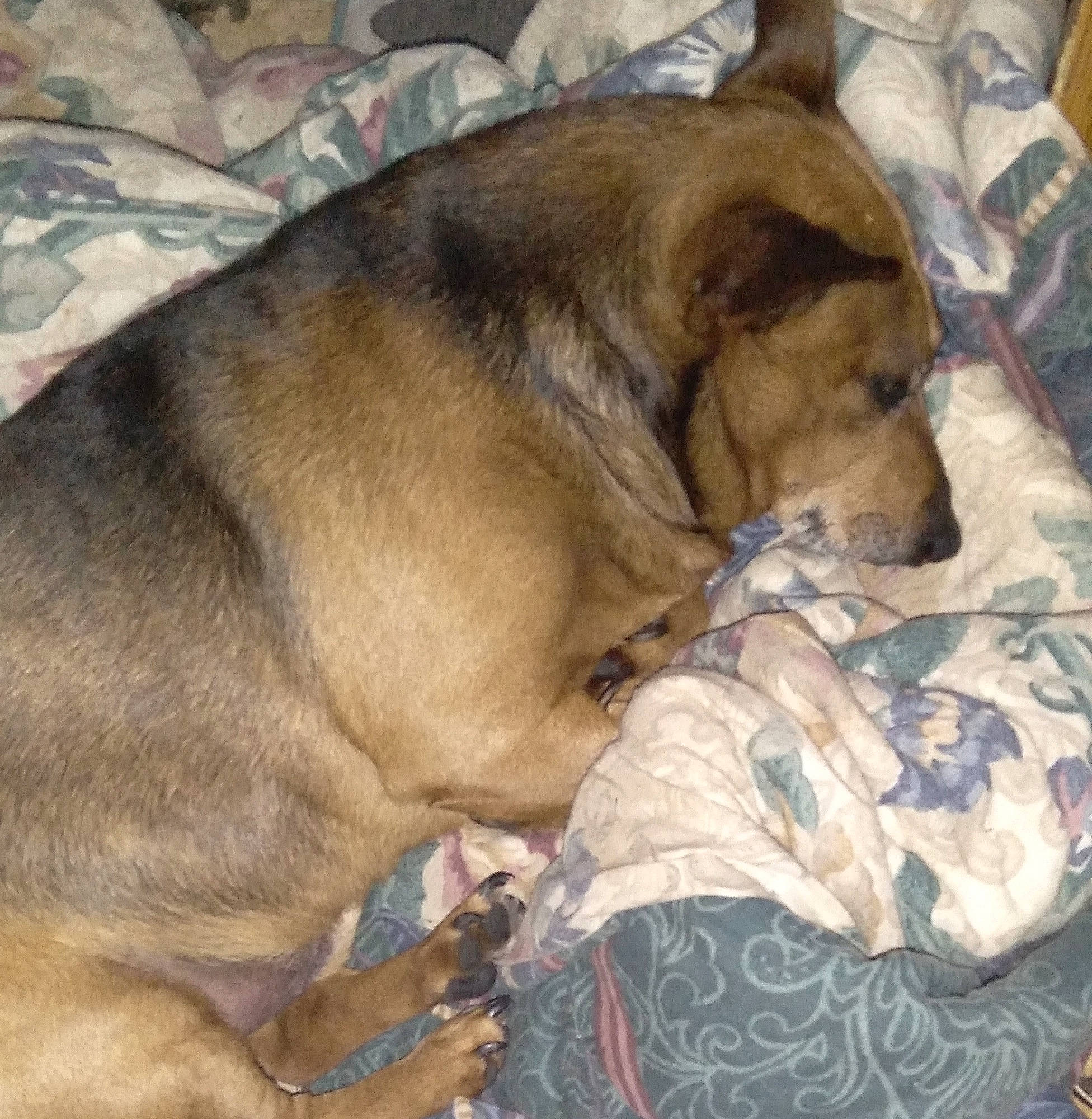 Jack is registered to the contest to win money with this photo: canidae, carnivore, comfort, companion_dog, dog, dog_breed, dog_supply, fawn, fur, guard_dog, liver, nap, non_sporting_group, snout, sporting_group, whiskers, working_animal