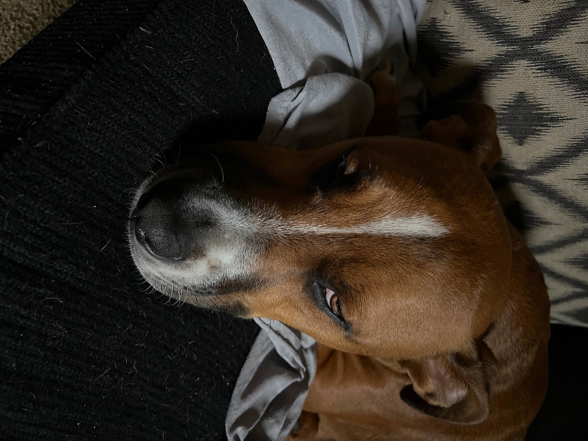 Bubba is registered to the contest to win money with this photo: canidae, carnivore, comfort, companion_dog, dog, dog_breed, fawn, fur, great_dane, grey, guard_dog, hat, liver, non_sporting_group, snout, sporting_group, whiskers, wood, working_animal