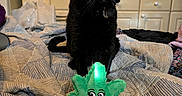Ace is registered to the contest to win money with this photo: cat, black_cat, pet, animal, green_eyes, sitting, portrait, bed, bedding, plush_toy, toy, bedroom, kitchen, indoors, home, furniture, striped_blanket, collar, whiskers, watermark
