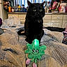 cat, black_cat, pet, animal, green_eyes, sitting, portrait, bed, bedding, plush_toy, toy, bedroom, kitchen, indoors, home, furniture, striped_blanket, collar, whiskers, watermark