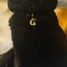Ace joined the competition — help win amazing prizes! black_cat, cat, pet, animal, portrait, sitting, indoors, collar, pendant, moon_charm, yellow_eyes, fur, whiskers, pointed_ears, serious_expression, front_view, close_up, blurred_background, soft_lighting, purple_fabric