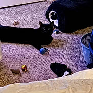 Ace is registered to the contest to win money with this photo: cat, black_cat, pet, animal, feline, lying_down, carpet, indoor, home, bedroom, toys, toy_ball, stuffed_toy, blanket, laundry_basket, door, floor, black_fur, green_eyes, playful