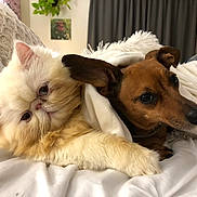 Peach is registered to the contest to win money with this photo: cat, dog, pet, cuddling, blanket, bed, fur, cute, cozy, indoor, companion, whiskers, paws, nose, portrait, relaxing, light, curtain, home, sleepy