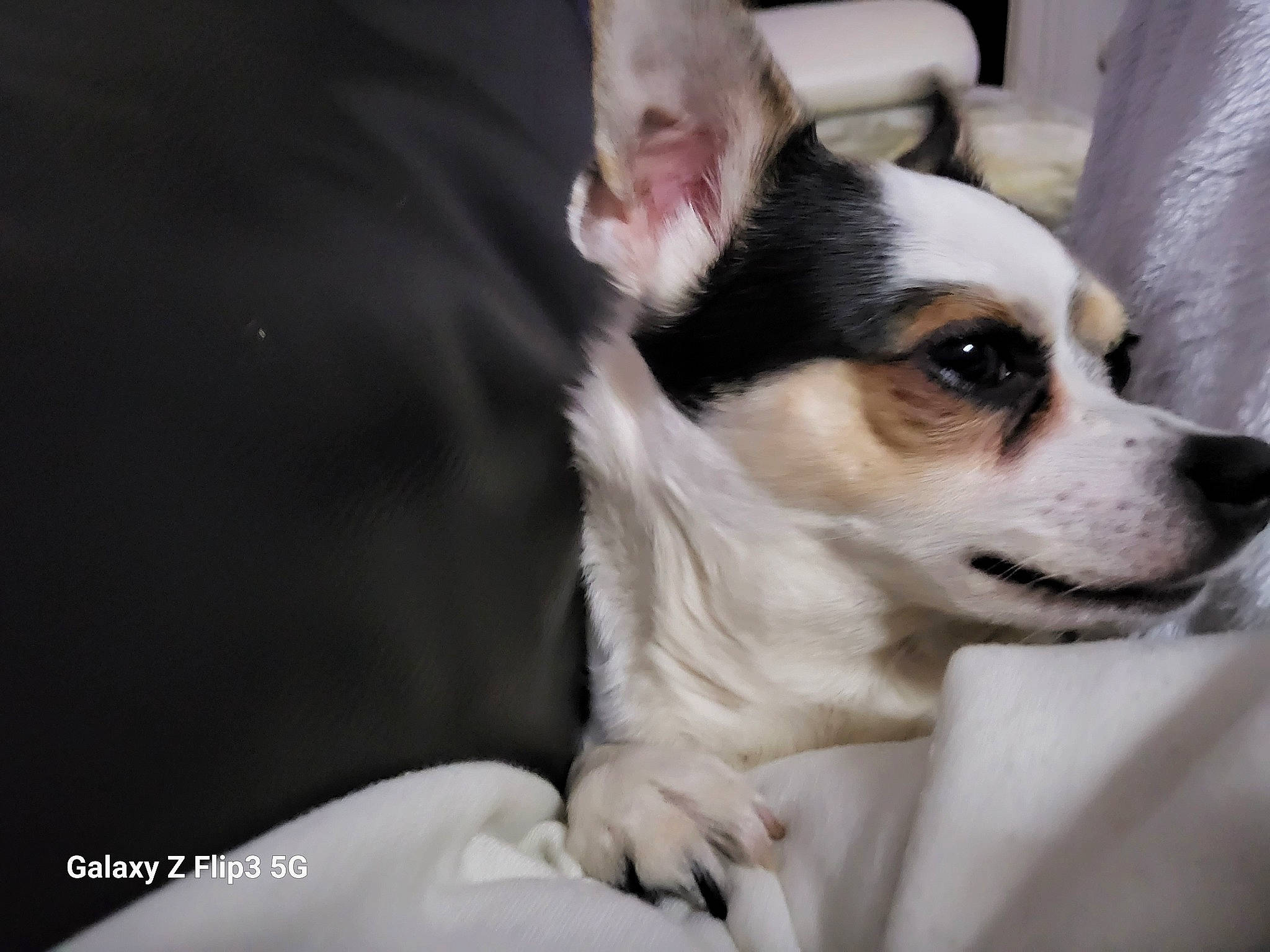 Zizou participe au concours pour gagner de l'argent avec cette photo : canidae, carmine, carnivore, comfort, companion_dog, corgi_chihuahua, dog, dog_breed, dog_supply, ear, fawn, fur, non_sporting_group, snout, sporting_group, terrestrial_animal, toy_dog, whiskers, working_animal