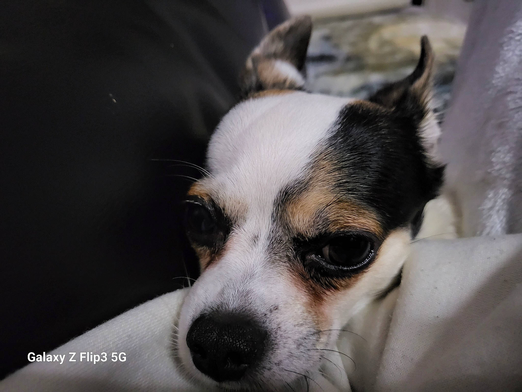 Zizou participe au concours pour gagner de l'argent avec cette photo : canidae, carnivore, chihuahua, companion_dog, corgi_chihuahua, dog, dog_breed, dog_supply, ear, eye, fawn, fur, non_sporting_group, paw, plant, puppy, sporting_group, terrestrial_animal, toy_dog, whiskers