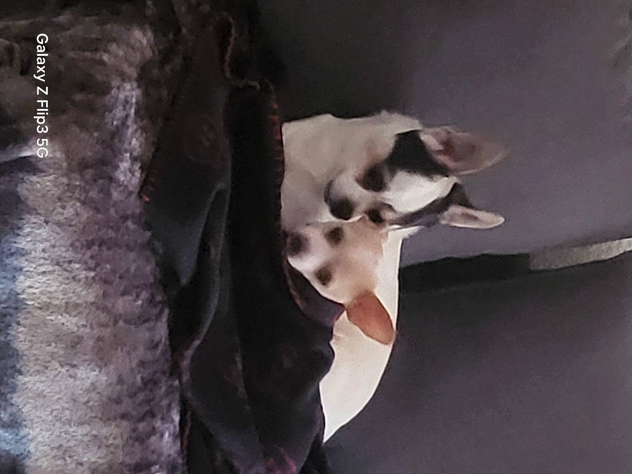 Vicko a rejoint le concours — aidez-le/la à gagner de superbes lots ! canidae, carnivore, companion_dog, dog, dog_breed, eyewear, fashion_accessory, fawn, felidae, font, formal_wear, fur, glove, jewellery, monochrome_photography, paw, sleeve, small_to_medium_sized_cats, tail, whiskers