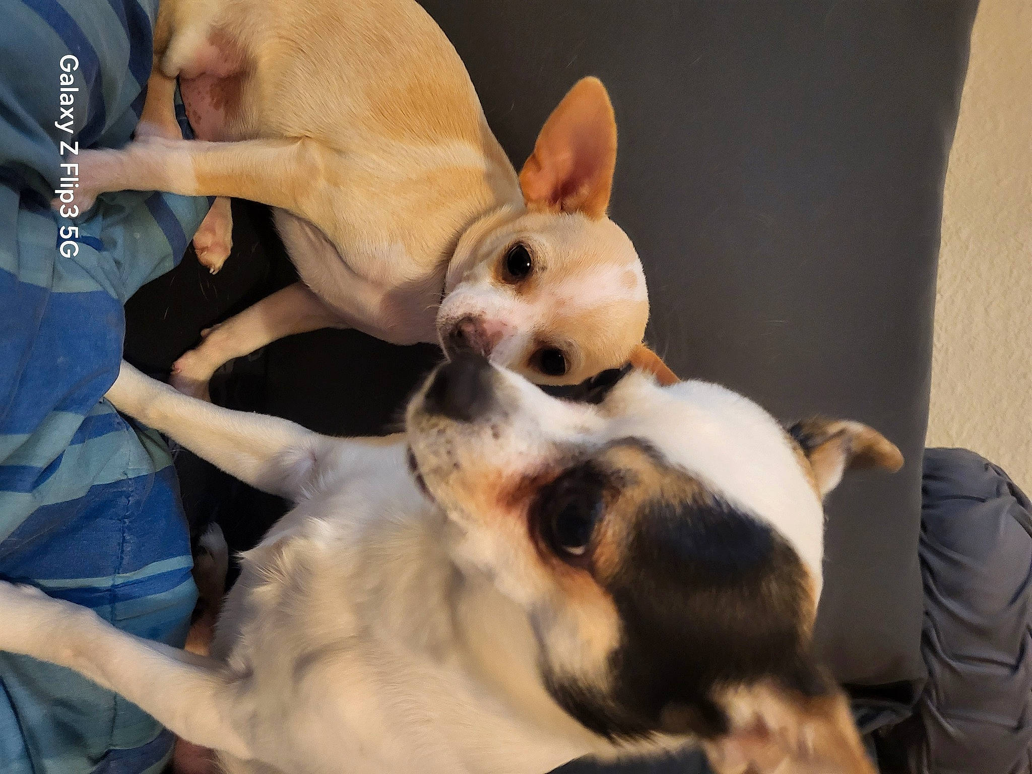 Vicko participe au concours pour gagner de l'argent avec cette photo : canidae, carnivore, comfort, companion_dog, dog, dog_breed, ear, fawn, fur, gesture, nail, paw, puppy, puppy_love, snout, sporting_group, tail, toy_dog, whiskers, working_animal