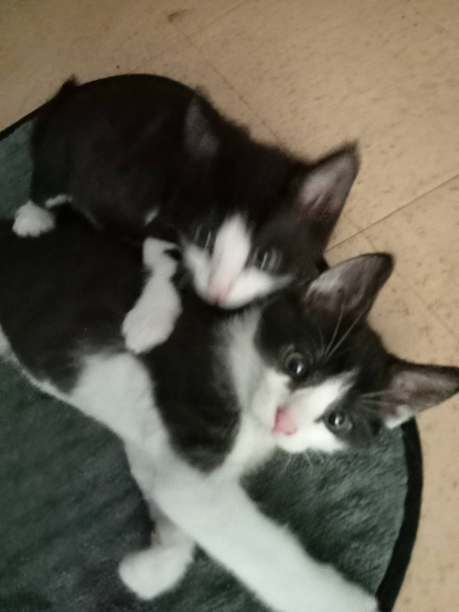 Il Y A Simba Et Filou a rejoint le concours — aidez-le/la à gagner de superbes lots ! carnivore, cat, claw, comfort, dog_breed, domestic_short_haired_cat, eye, felidae, flooring, foot, fur, head, human_leg, monochrome_photography, paw, photo_caption, small_to_medium_sized_cats, snout, tail, whiskers