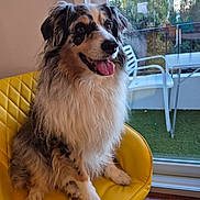 Lorka participe au concours pour gagner de l'argent avec cette photo : dog, australian_shepherd, tri_color, fluffy, long_hair, sitting, tongue_out, happy, portrait, pet, indoors, yellow_chair, window, balcony, outdoor_furniture, greenery, urban_view, natural_light, wood_floor, animal_face