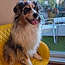 dog, australian_shepherd, tri_color, fluffy, long_hair, sitting, tongue_out, happy, portrait, pet, indoors, yellow_chair, window, balcony, outdoor_furniture, greenery, urban_view, natural_light, wood_floor, animal_face