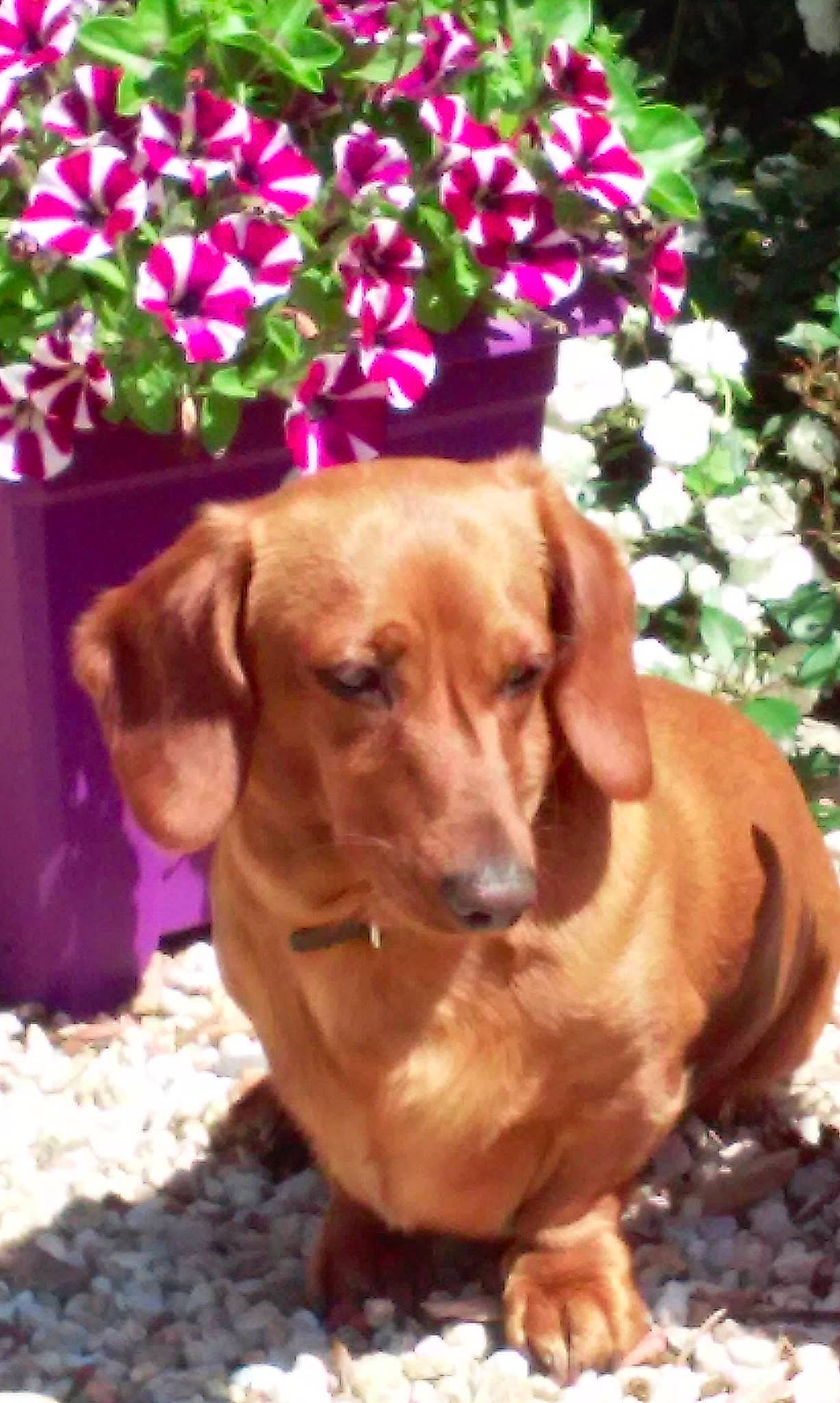 Forrest participe au concours pour gagner de l'argent avec cette photo : canidae, carnivore, companion_dog, dog, dog_breed, fawn, flower, fur, grass, gun_dog, liver, mammal, pet_supply, plant, snout, terrestrial_animal, vertebrate, whiskers, wood, working_animal