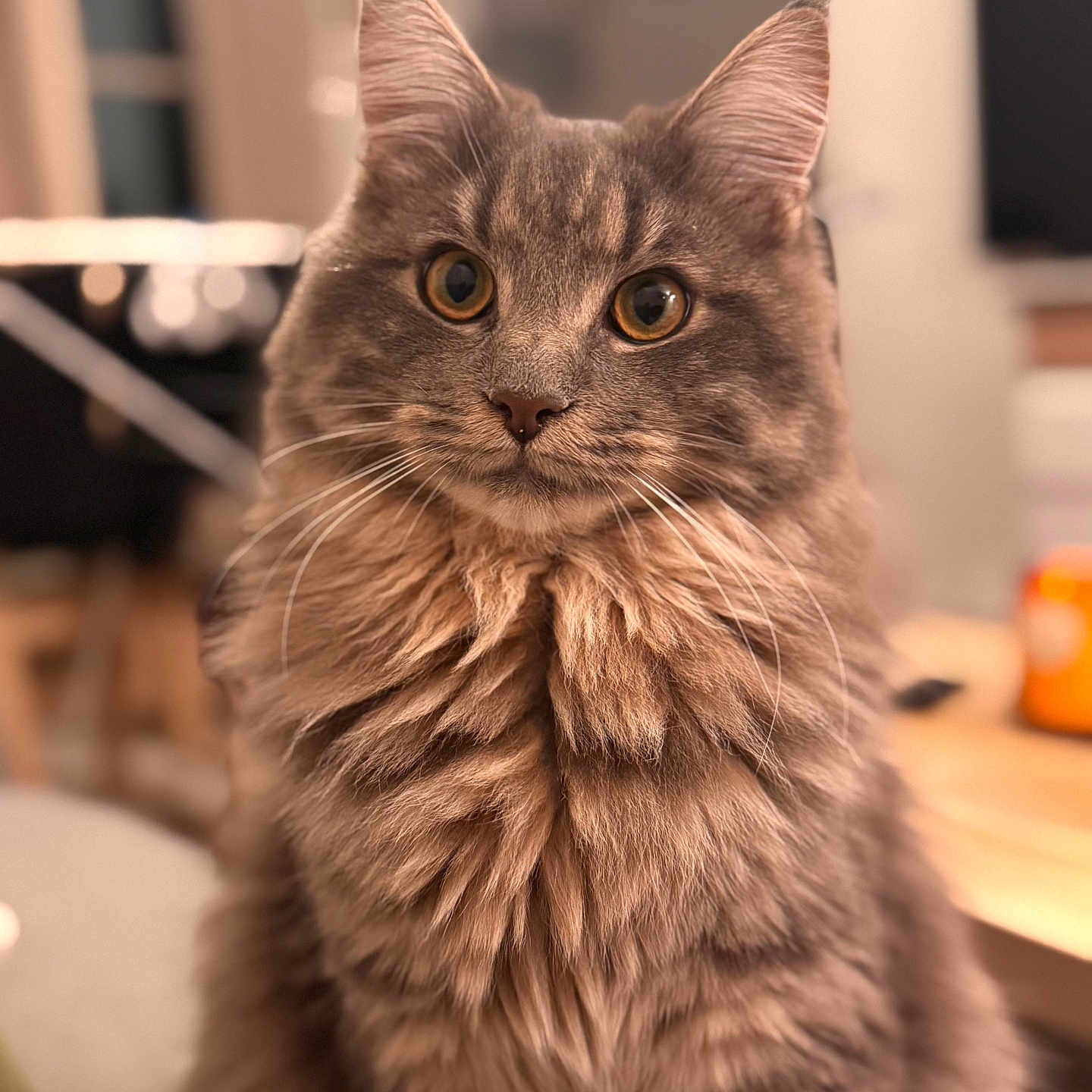 Youdji participe au concours pour gagner de l'argent avec cette photo : abyssinian, angora, animal, cat, computerhardware, electronics, hardware, hardwood, kitten, manx, monitor, pet, plywood, screen, siamese, wood
