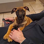 Apy participe au concours pour gagner de l'argent avec cette photo : black_face, bracelet, brown_dog, casual_clothing, companion, cute, dog, ears, floor_tiles, furniture, hand, indoor, lap, person, pet, puppy, relaxed, remote_control, sitting, sleeve