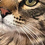 Bear is registered to the contest to win money with this photo: cat, close_up, whiskers, eye, fur, tabby, feline, nose, portrait, macro_shot, pet, domestic_cat, texture, detail, curious, green_eye, muzzle, soft_fur, reflection, whisker_detail