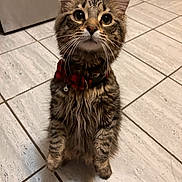 Bear joined the competition — help win amazing prizes! cat, tabby_cat, kitten, whiskers, collar, bell, standing, hind_legs, tile_floor, indoor, pet, fur, striped, big_eyes, cute, curious, portrait, paws, domestic_animal, looking_up