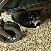Charity Renee joined the competition — help win amazing prizes! cat, black_cat, white_paws, green_eyes, carpet, stroller_wheel, indoor, pet, animal, feline, whiskers, curious, sitting, cozy, close_up, paw, toy, wheel, background, resting