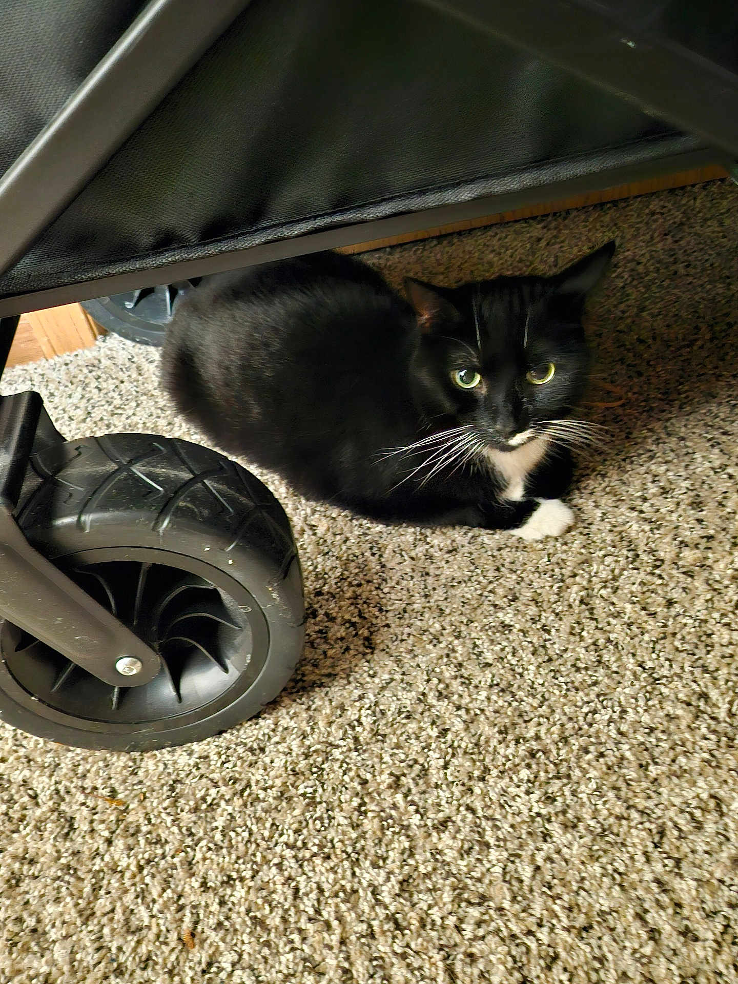 Charity Renee joined the competition — help win amazing prizes! cat, black_cat, white_paws, green_eyes, carpet, stroller_wheel, indoor, pet, animal, feline, whiskers, curious, sitting, cozy, close_up, paw, toy, wheel, background, resting