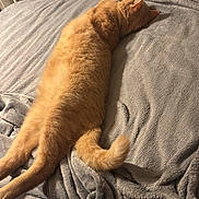 Simba a rejoint le concours — aidez-le/la à gagner de superbes lots ! cat, orange_cat, sleeping, relaxed, stretched, lying_down, bed, blanket, gray_blanket, bedroom, cozy, indoor, shelf, stuffed_toys, yellow_ducks, books, home, pet, fluffy, photography