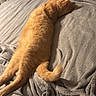 cat, orange_cat, sleeping, relaxed, stretched, lying_down, bed, blanket, gray_blanket, bedroom, cozy, indoor, shelf, stuffed_toys, yellow_ducks, books, home, pet, fluffy, photography