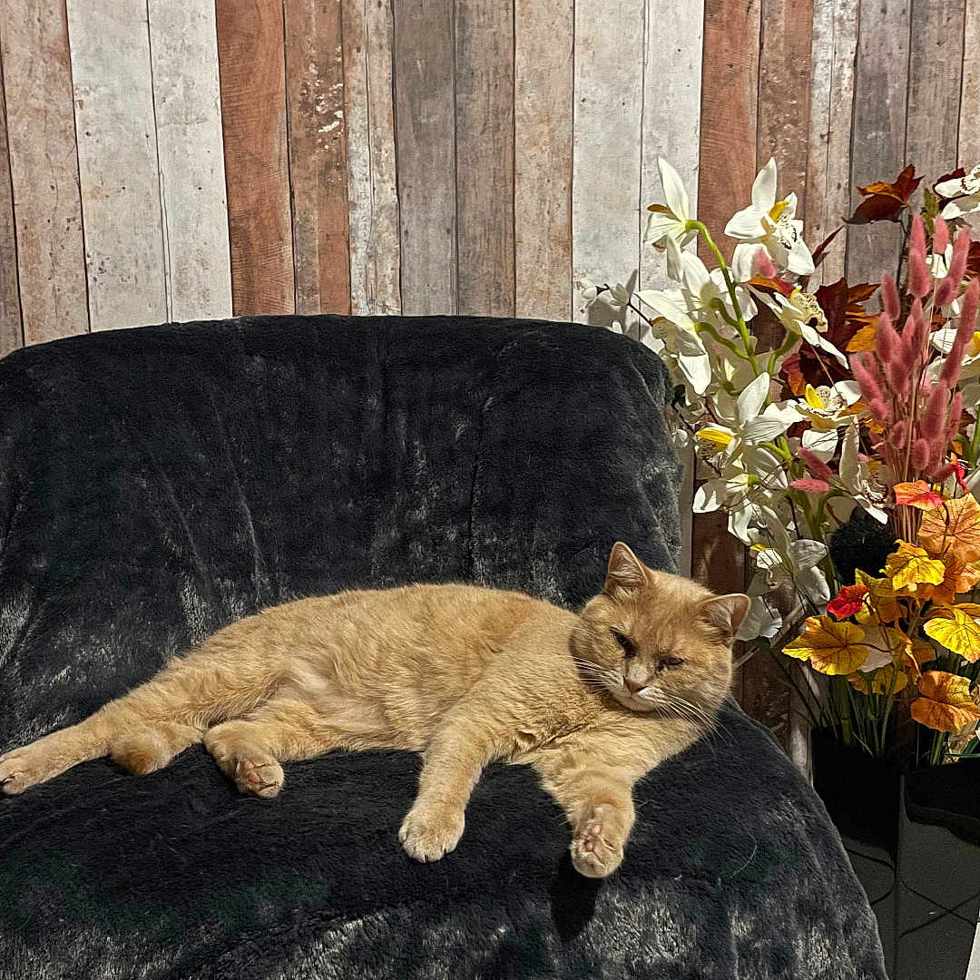 Simba