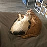cats, cat, pet, felines, orange_cat, white_cat, black_and_white_cat, sleeping, cuddling, snuggling, relaxed, cozy, blanket, bed, indoor, home, furniture, animal, companionship, nap