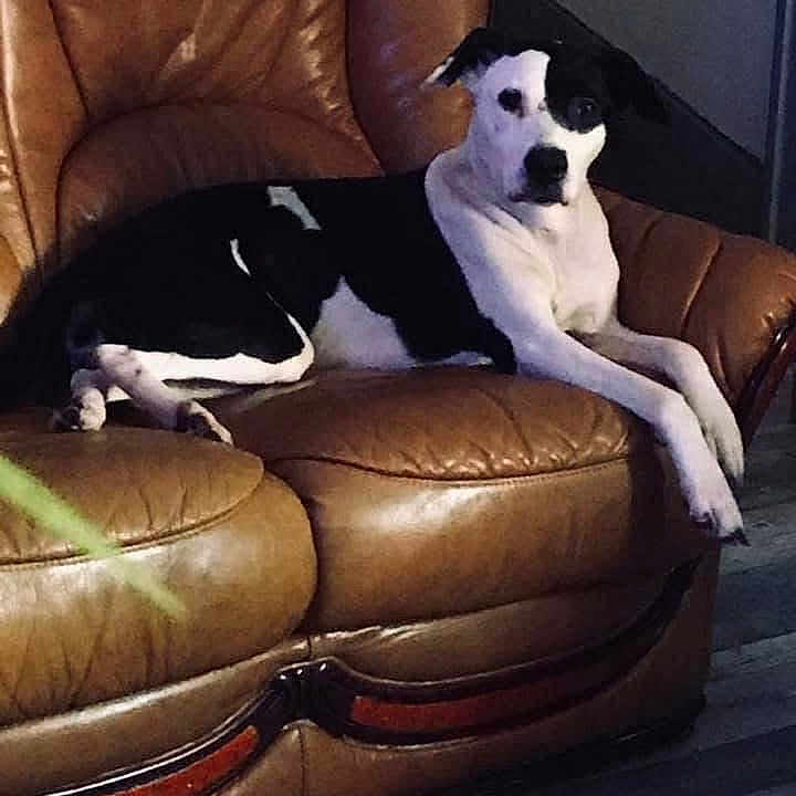 Kiwene participe au concours pour gagner de l'argent avec cette photo : dog, black_and_white, pet, canine, sitting, lounging, recliner, leather_chair, furniture, indoor, living_room, portrait, animal_face, floppy_ears, long_legs, paws, relaxed, brown, floor, photography