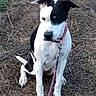 Kiwene a rejoint le concours — aidez-le/la à gagner de superbes lots ! dog, black_and_white, sitting, outdoors, grass, dry_grass, field, pet, collar, leash, pink_collar, portrait, animal, canine, short_hair, pointed_ears, white_fur, black_patches, facial_markings, photography