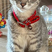 Titou participe au concours pour gagner de l'argent avec cette photo : animal, bell, cat, closeup, collar, curious, cute, ears, eyes, fur, glass, gray, indoor, kitten, ornaments, pet, sitting, tabby, table, whiskers