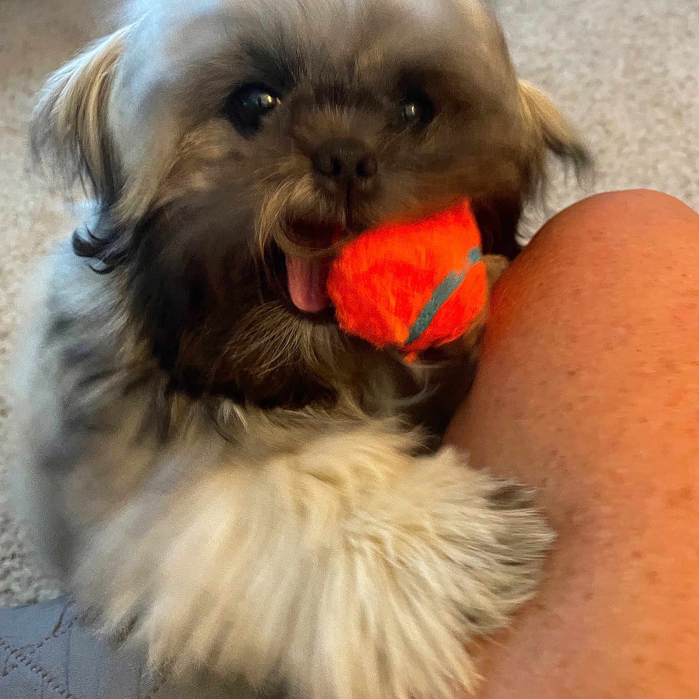 Bodie joined the competition — help win amazing prizes! affenpinscher, animal, ball, bodypart, canine, cockerspaniel, couch, dog, furniture, hound, mouth, person, pet, poodle, puppy, sport, tennis, tennisball, terrier, whitedog