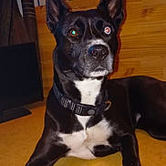 Ruby is registered to the contest to win money with this photo: dog, black_and_white, collar, indoor, floor, alert, loaf_of_bread, bag, wooden_background, shelf, household_items, pet, canine, fur, ears, nosed, animal, lying_down, close_up, flash