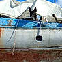 Ruby is registered to the contest to win money with this photo: dog, boat, rust, blue_sky, rope, mast, sail, weathered, outdoor, canine, vessel, marine, pet, animal, peeking, white, black, harbor, old, sky
