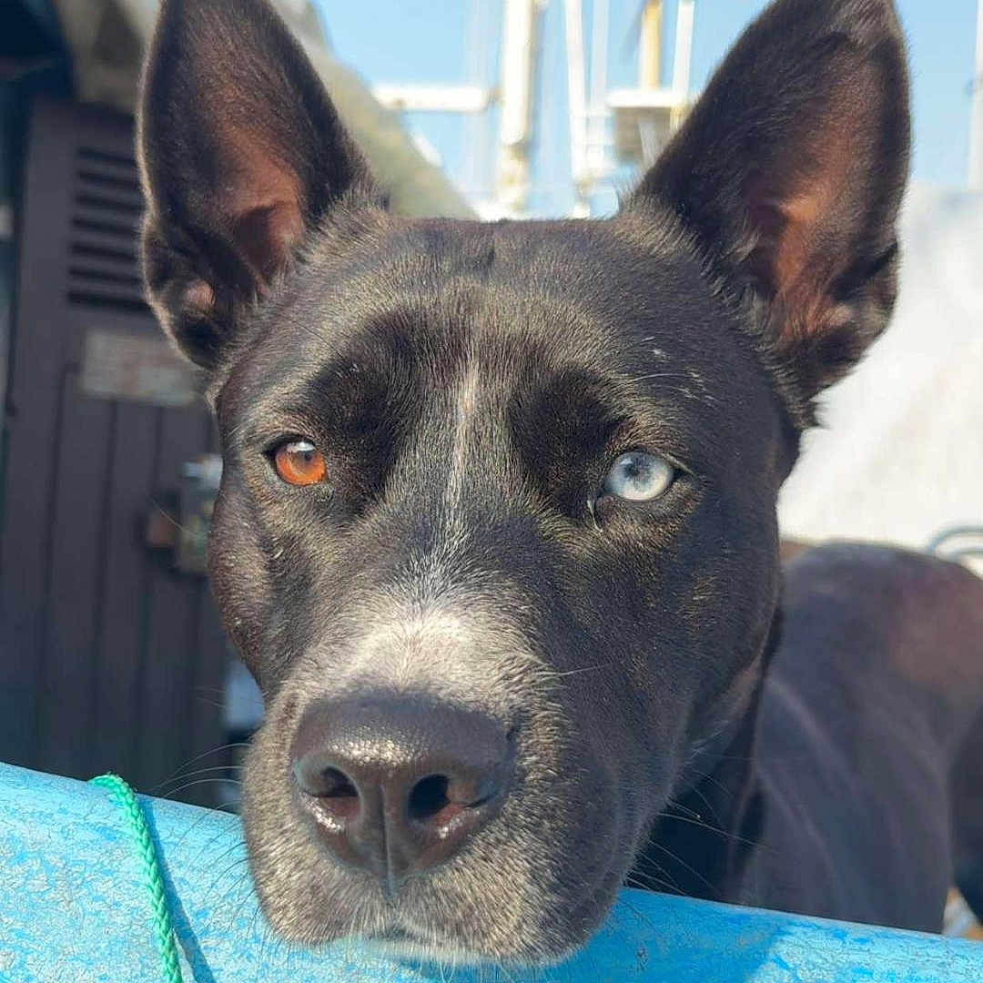 Ruby participe au concours pour gagner de l'argent avec cette photo : animal, black_fur, blue_eye, boat, brown_eye, close_up, curious, dog, ears, heterochromia, mast, muzzle, outdoor, pet, portrait, resting, rope, sky, sunlight, white_markings
