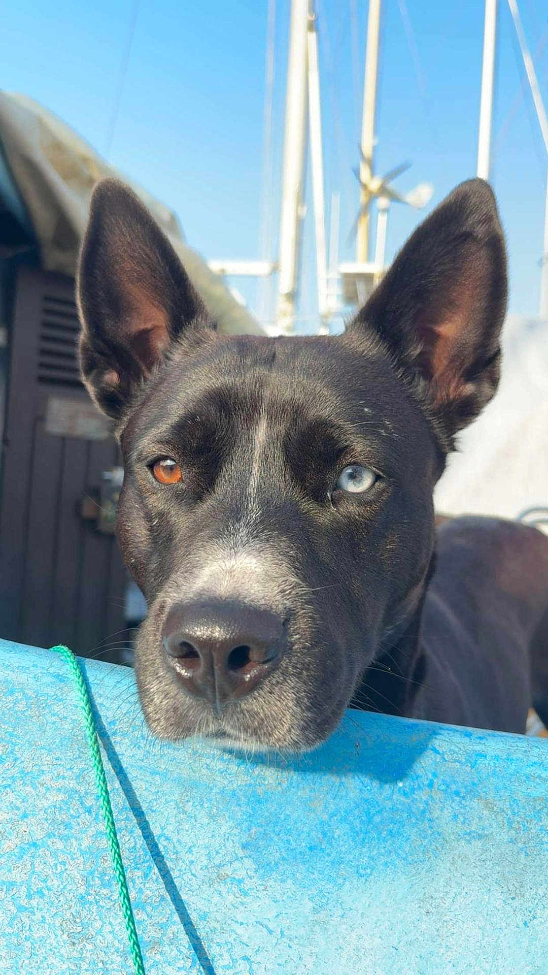 Ruby participe au concours pour gagner de l'argent avec cette photo : dog, close_up, heterochromia, blue_eye, brown_eye, outdoor, sunlight, sky, ears, muzzle, rope, boat, mast, animal, pet, curious, resting, portrait, black_fur, white_markings