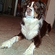 Buddy is registered to the contest to win money with this photo: dog, brown, white, indoor, carpet, pet, animal, fur, paw, door, chair, house, room, looking, laying, alert, canine, domestic, fur_pattern, pet_indoor