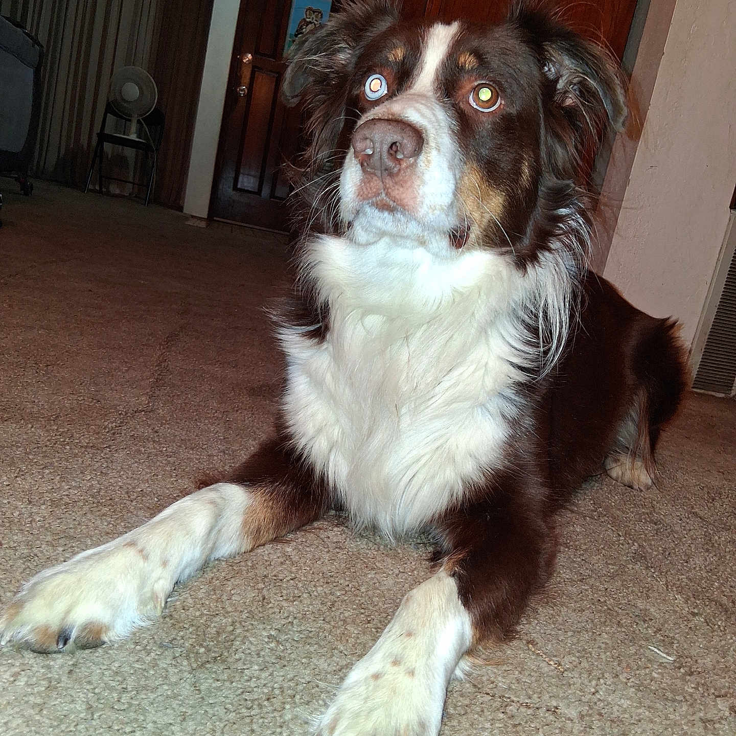 Buddy is registered to the contest to win money with this photo: alert, animal, brown, canine, carpet, chair, dog, domestic, door, fur, fur_pattern, house, indoor, laying, looking, paw, pet, pet_indoor, room, white