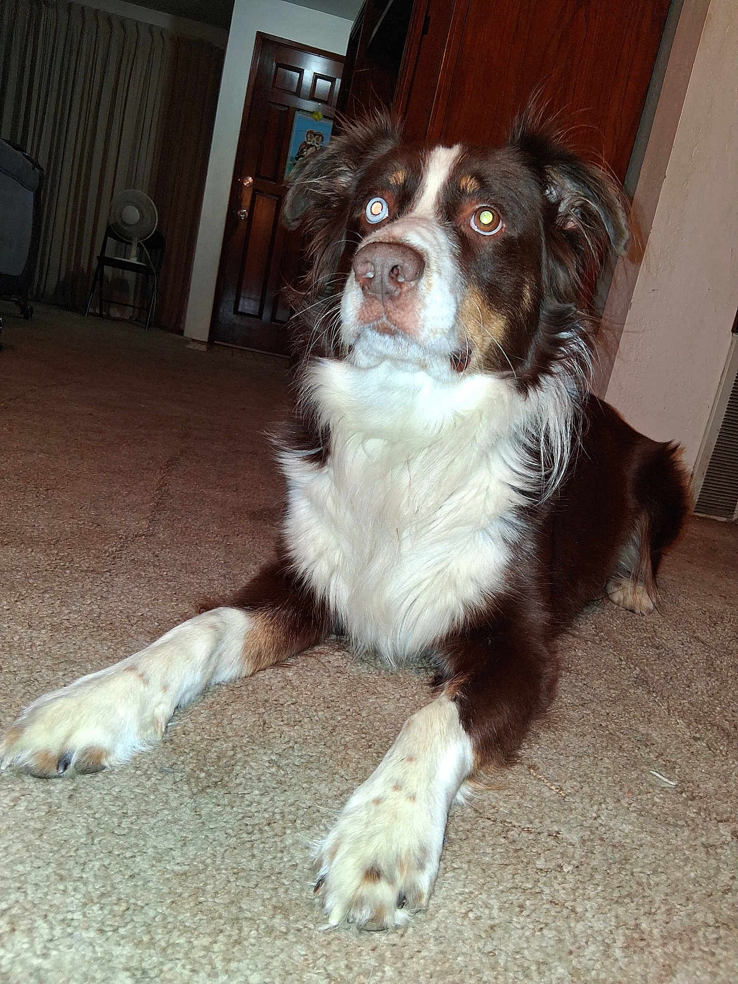 Buddy is registered to the contest to win money with this photo: dog, brown, white, indoor, carpet, pet, animal, fur, paw, door, chair, house, room, looking, laying, alert, canine, domestic, fur_pattern, pet_indoor