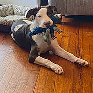 Kota is registered to the contest to win money with this photo: dog, toy, plush_toy, wooden_floor, dog_bed, couch, indoor, pet, relaxed, lying_down, brown_and_white, flooring, household, domestic, animal, canine, fur, ears, paws, snout